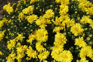 Insect pollinating yellow flowers of Chrysanthemums in mid November