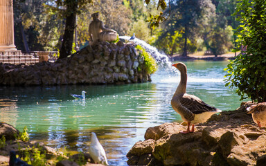 Duck admiring the fountain in Villa Borghese Gardens