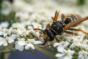 Bienen, Hummeln, Bremsen, Wespen, Fliegen, Schmetterlinge, Schwebfliegen beim fressen und bestäuben von Nutzpflanzen und anderen Blumen