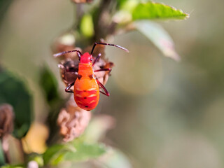 small insect on a green leaf, with a blurry background