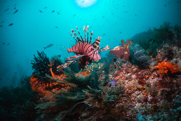 Colorful lion fish swimming among coral reef