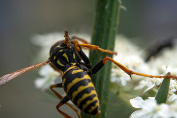 Bienen, Hummeln, Bremsen, Wespen, Fliegen, Schmetterlinge, Schwebfliegen beim fressen und bestäuben von Nutzpflanzen und anderen Blumen