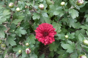 One red flower of Chrysanthemum in September