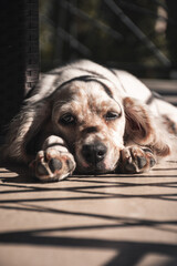 Dog relaxing on hot summer day