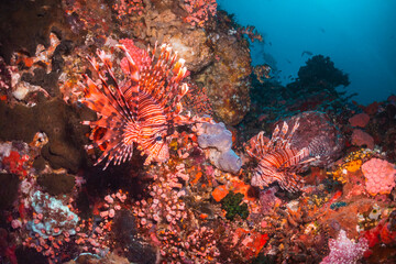 Fototapeta na wymiar Colorful lion fish swimming among coral reef
