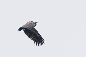 Un buitre leonado en pleno vuelo en el cielo