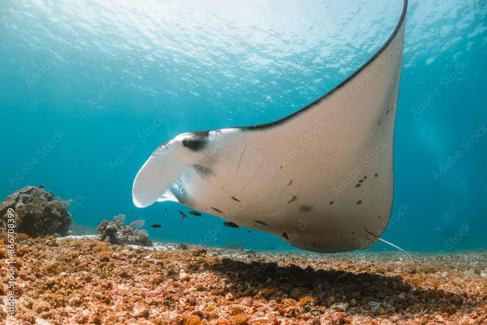 Wall mural manta ray swimming over colorful coral in clear blue water