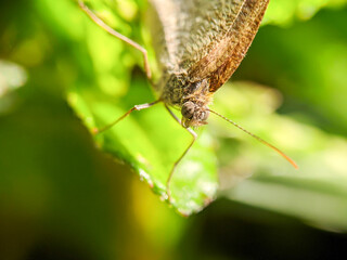 Large skipper macro (Ochlodes sylvanus) - Butterfly
