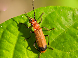 Cantharis livida is a species of soldier beetle belonging to the genus Cantharis family Cantharidae.