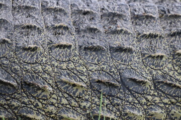 Details on an African Crocodile in the Chobe River, Botswana