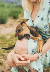 Playful small mongrel puppy grasping a woman's knees