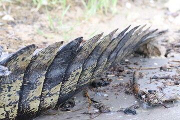 Fototapeta na wymiar Details on an African Crocodile in the Chobe River, Botswana