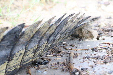 Details on an African Crocodile in the Chobe River, Botswana