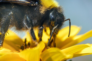 Bienen, Hummeln, Bremsen, Wespen, Fliegen, Schmetterlinge, Schwebfliegen beim fressen und bestäuben von Nutzpflanzen und anderen Blumen