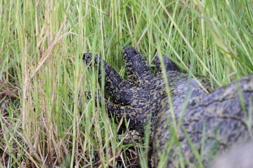 Details on an African Crocodile in the Chobe River, Botswana