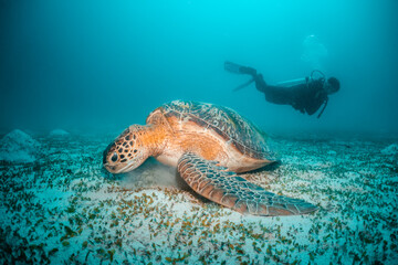 Turtle swimming among coral reef in the wild,  scuba divers in the background. Underwater scuba diving, reef scene