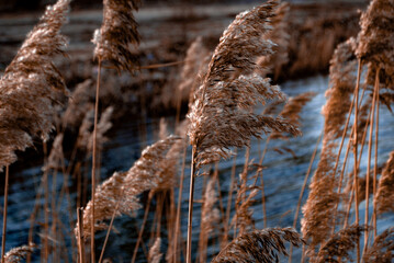Fototapeta premium reeds in the winter
