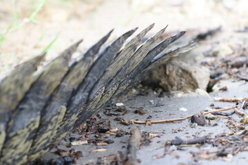 Details on an African Crocodile in the Chobe River, Botswana