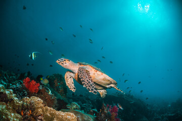 Turtle swimming among coral reef in the wild, underwater scuba diving, reef scene