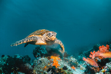 Fototapeta na wymiar Turtle swimming among coral reef in the wild, underwater scuba diving, reef scene