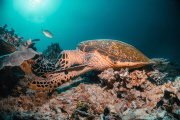 Naklejka na ściany i meble Turtle swimming among coral reef in the wild, underwater scuba diving, reef scene