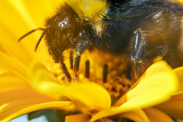 Bienen, Hummeln, Bremsen, Wespen, Fliegen, Schmetterlinge, Schwebfliegen beim fressen und bestäuben von Nutzpflanzen und anderen Blumen