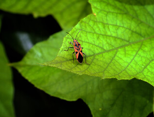 bug on leaf
bug on green leaf
beautiful bug on the green leaf