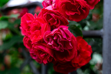 bunch of red roses