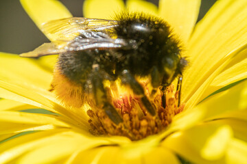Bienen, Hummeln, Bremsen, Wespen, Fliegen, Schmetterlinge, Schwebfliegen beim fressen und best&auml;uben von Nutzpflanzen und anderen Blumen