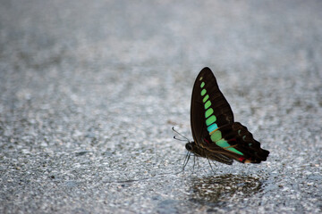アスファルトの上のアゲハチョウ