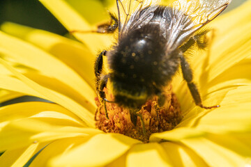 Bienen, Hummeln, Bremsen, Wespen, Fliegen, Schmetterlinge, Schwebfliegen beim fressen und bestäuben von Nutzpflanzen und anderen Blumen