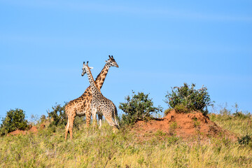 giraffe in the savannah