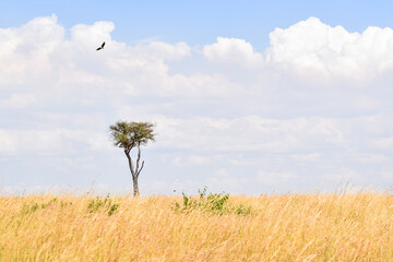 lonely tree in the field