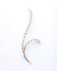 Minimalism, illustration on the wall. Wheat ears on white background