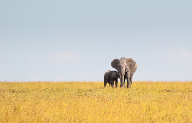 elephants in the savannah