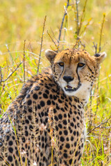 cheetah in the grass