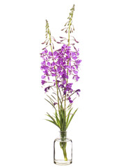 Chamaenerion ( willowherbs or fireweeds) in a glass vessel on a white background