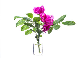 Rosa majalis ( cinnamon rose or double cinnamon rose) in a glass vessel on a white background