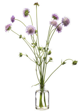 Knautia arvensis (field scabious) in a glass vessel on a white background