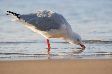 A Silver Gull foraging in the shallows