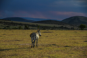 zebra in the wild at sunset