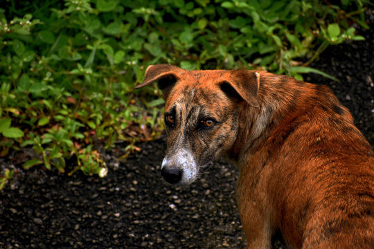 portrait of a dog
potraite of brown dog
potraite of street dog
tigher patern dog