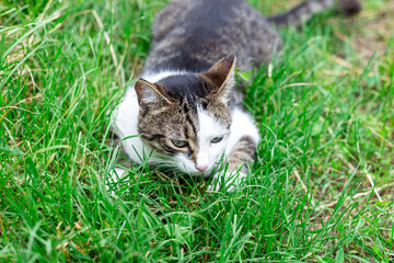 cat on grass
