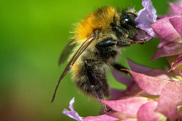 Bienen, Hummeln, Bremsen, Wespen, Fliegen, Schmetterlinge, Schwebfliegen beim fressen und bestäuben von Nutzpflanzen und anderen Blumen