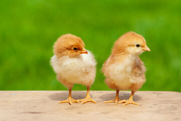 Small chicken friendship. Twin little chicken on green natural background.