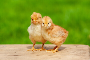 Small chicken friendship. Twin little chicken on green natural background.