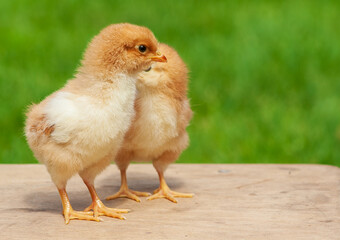 Small chicken friendship. Twin little chicken on green natural background.