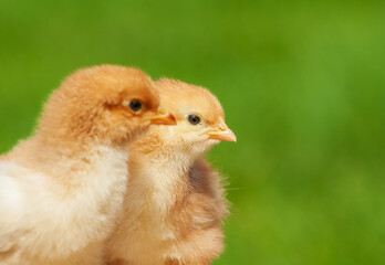 Small chicken friendship. Twin little chicken on green natural background.