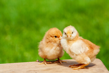 Small chicken friendship. Twin little chicken on green natural background.