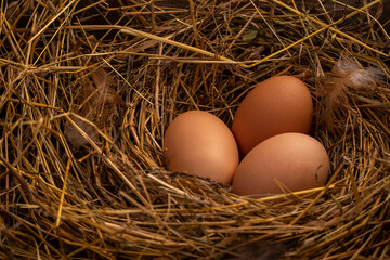 Fresh eggs from the farm
